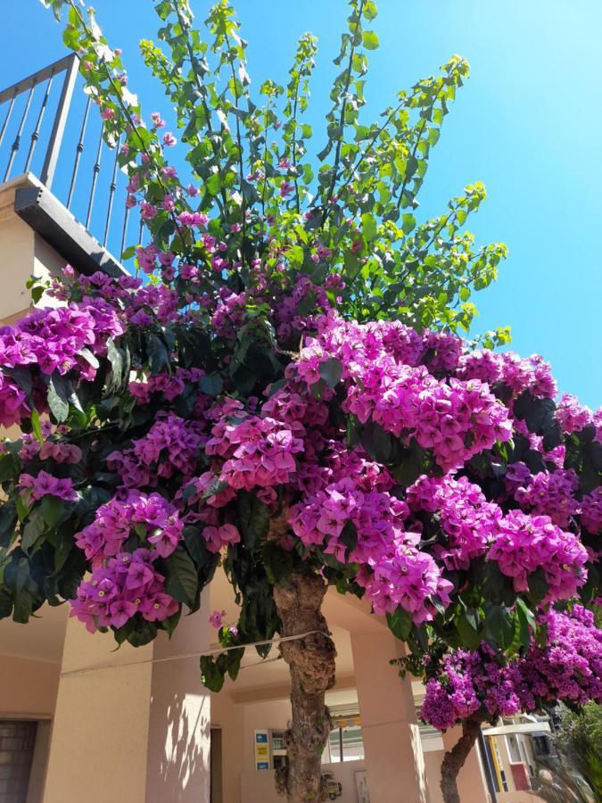 Bouganville Casa Vacanza Ambiente Climatizzato Con Wi Fi Pineto Dış mekan fotoğraf
